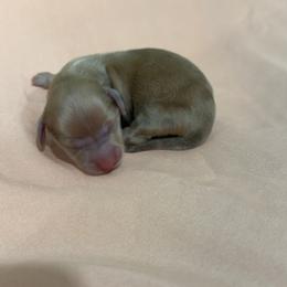 Trek - Cream male Dachshund puppy in Lewisburg, West Virginia from Breanna Kast