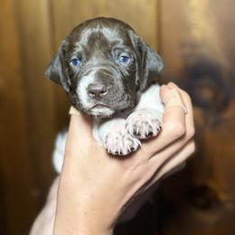 Girl 2 - female German Shorthaired Pointer puppy in Penn Valley, California from Finnan's Ranch German Shorthaired Pointers