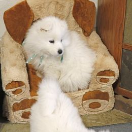 Samoyed Puppies from The Office Pups