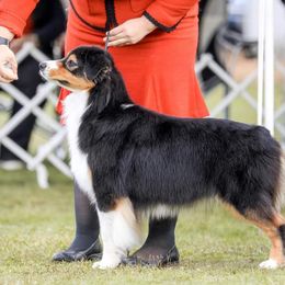 Val - Australian Shepherd