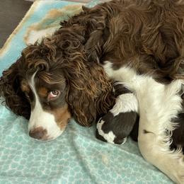 Nikki - English Springer Spaniel