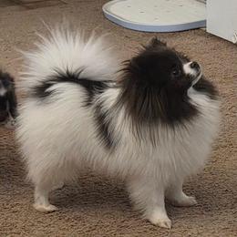Diamond - Pomeranian