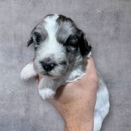 Glacier - Blue merle male Aussiedoodle puppy in Clarkston, Washington from Aussiedoodle palace