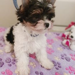 Noble Legacys Forever Paisley - Biewer Terrier puppy from Noble Legacy Biewers