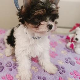 Noble Legacys Forever Paisley - Biewer Terrier puppy from Noble Legacy Biewers