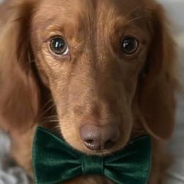 Dachshunds from Kristy Kalinowski