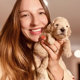 Bernedoodle and Goldendoodle Puppies from BrookeMarie’s Goldendoodle Love