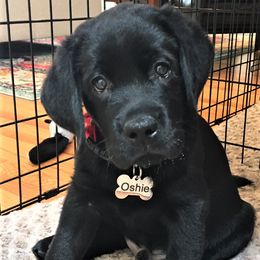 Labrador Retriever Puppies from Lorlyn Labradors