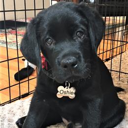 Labrador Retriever Puppies from Lorlyn Labradors