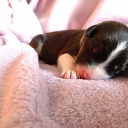 Australian Shepherd Puppies from Sakari Australian Shepherds