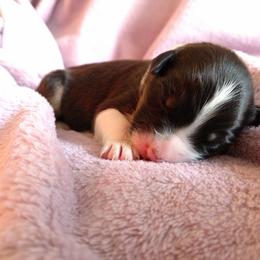 Australian Shepherd Puppies from Sakari Australian Shepherds