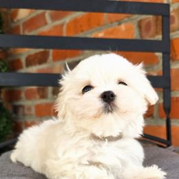 Hope, Fully Health Tested Parents - White female Maltese puppy in Greenville, North Carolina from Amanda's Sugar Sweet Puppies