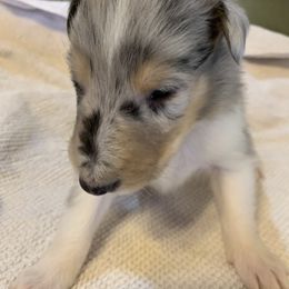 "Merle Boy #3 DOB 12/05/22" Collie Puppies from ColliesOklahoma