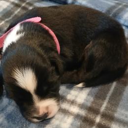 Girl 1 - Black tri-color female Australian Shepherd puppy in Charlotte, North Carolina from Tranquility Trail Aussies