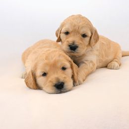 Goldendoodle Puppies from Golden Meadow Farmstead