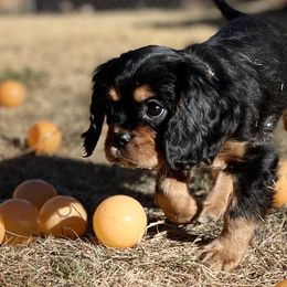 Cavalier King Charles Spaniel Puppies from Colorful Cavaliers