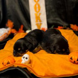 Rottweiler Puppies from VHWilliamsRottweilers