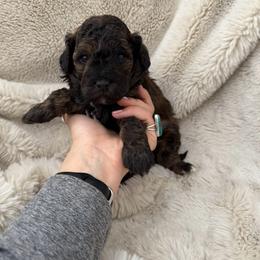 Oakley - Black male Bernedoodle puppy in Fallon, Nevada from Wild Roots Doodles