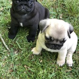 Bulldog and Pug Puppies from JR’s Pugs