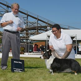 Cardigan Welsh Corgi All Grown Up from Kahukura Cardigans