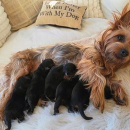 Yorkshire Terrier Puppies from Mike's Yorkies