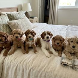 Cara Cara - Apricot female Goldendoodle puppy in Chattanooga, Tennessee from Scenic City Doodles