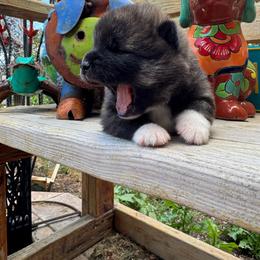 Boy 2 - Brindle male Japanese Akitainu puppy in Payson, Utah from Havoc Akitas