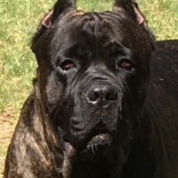 Cane Corso from Banner Mountain Cane Corso
