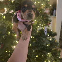 Cali - Black and tan female Dachshund puppy in Berry, Alabama from Whisper Gray