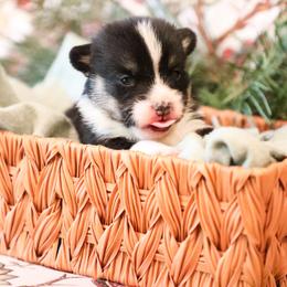 Rain - Black and tan female Pembroke Welsh Corgi puppy in Plains, Montana from Diamond Corgis