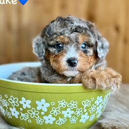 Luke - Blue merle male Aussiedoodle puppy in Lancaster, Minnesota from Finney Ranch