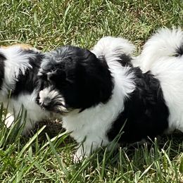 Cocker Spaniels, Havanese, and Portuguese Water Dogs from Lapoco