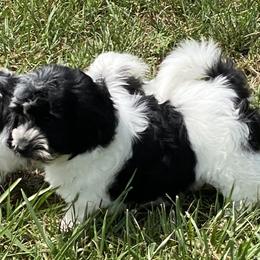 Cocker Spaniels, Havanese, and Portuguese Water Dogs from Lapoco