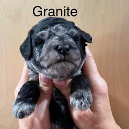 Granite - Merle male Whoodle puppy in Pima, Arizona from Schmidt's K9s