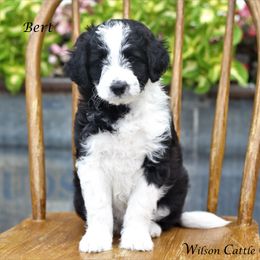 Aussiedoodle Puppies from Wilson Cattle Co.