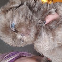 Shih Tzu Puppies from Sapphire Shih-Tzu's of Ohio