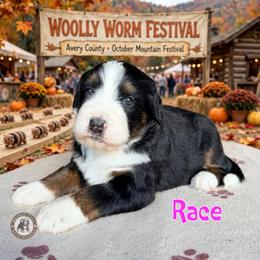 Race - Tri-color female Bernedoodle puppy in Banner Elk, North Carolina from Walnut Tree Bernedoodles