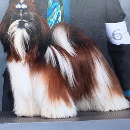 Looker - Shih Tzu