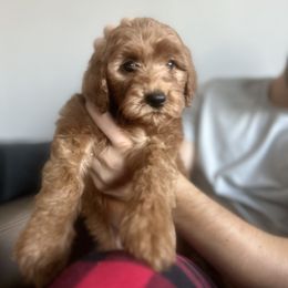 Goldendoodle and Poodle Puppies from Poodle lovers