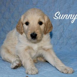 Sunny - Cream male Aussiedoodle puppy in Kings Mountain, North Carolina from Champion Farms Doodles