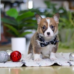 Hope - Sable female Pembroke Welsh Corgi puppy in Sugarcreek, Ohio from Admar Canines