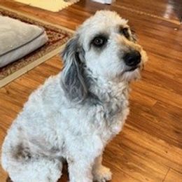 Sadie - Aussiedoodle