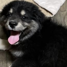 Miniature Australian Shepherds and Toy Australian Shepherds from Little Wood Toy and Mini Aussies