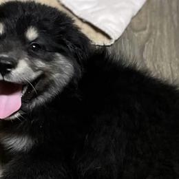 Miniature Australian Shepherds and Toy Australian Shepherds from Little Wood Toy and Mini Aussies
