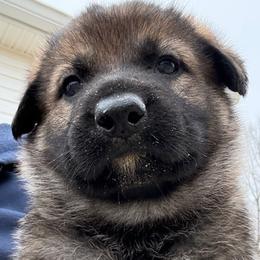 NOEL - orange collar - Sable female German Shepherd puppy in Coats, North Carolina from T'S SHEPHERDS