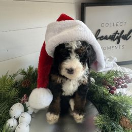 Eve - Bernedoodle puppy from The Berne Barn