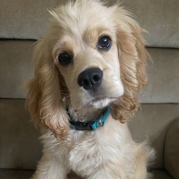 TassLee - Cocker Spaniel