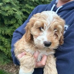 Otto - Red and white male Cockapoo puppy in Strasburg, Pennsylvania from Dana's Domain Cockapoos