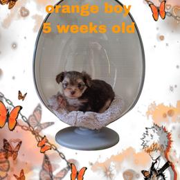Orange boy - Chocolate male Morkie puppy in Inverness, Florida from Morkies and More