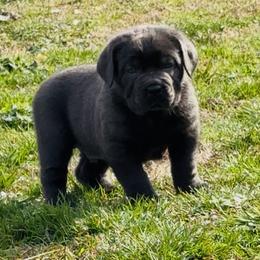Cane Corso Puppies from Venom Cane Corsos